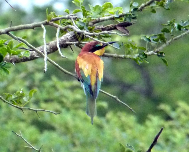 European Bee-eater - ML190337161