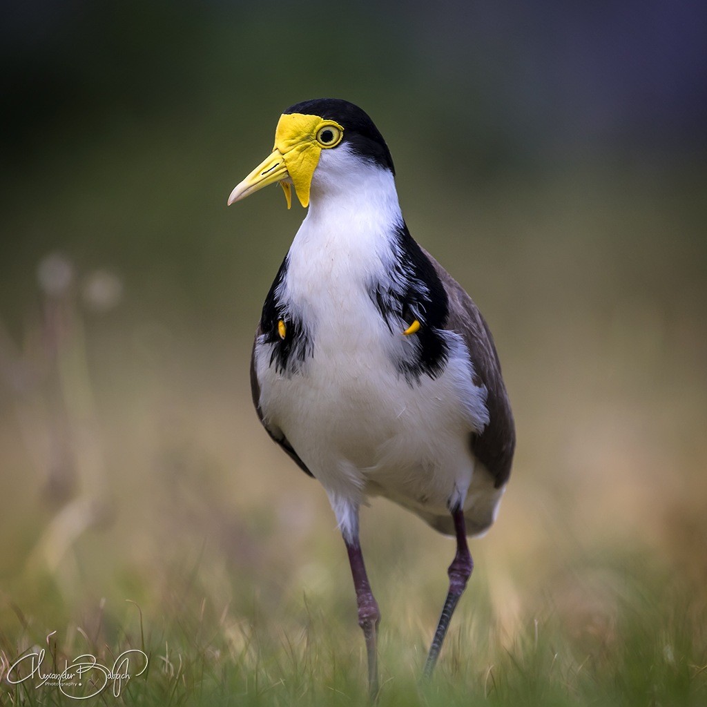 Masked Lapwing - ML190338881