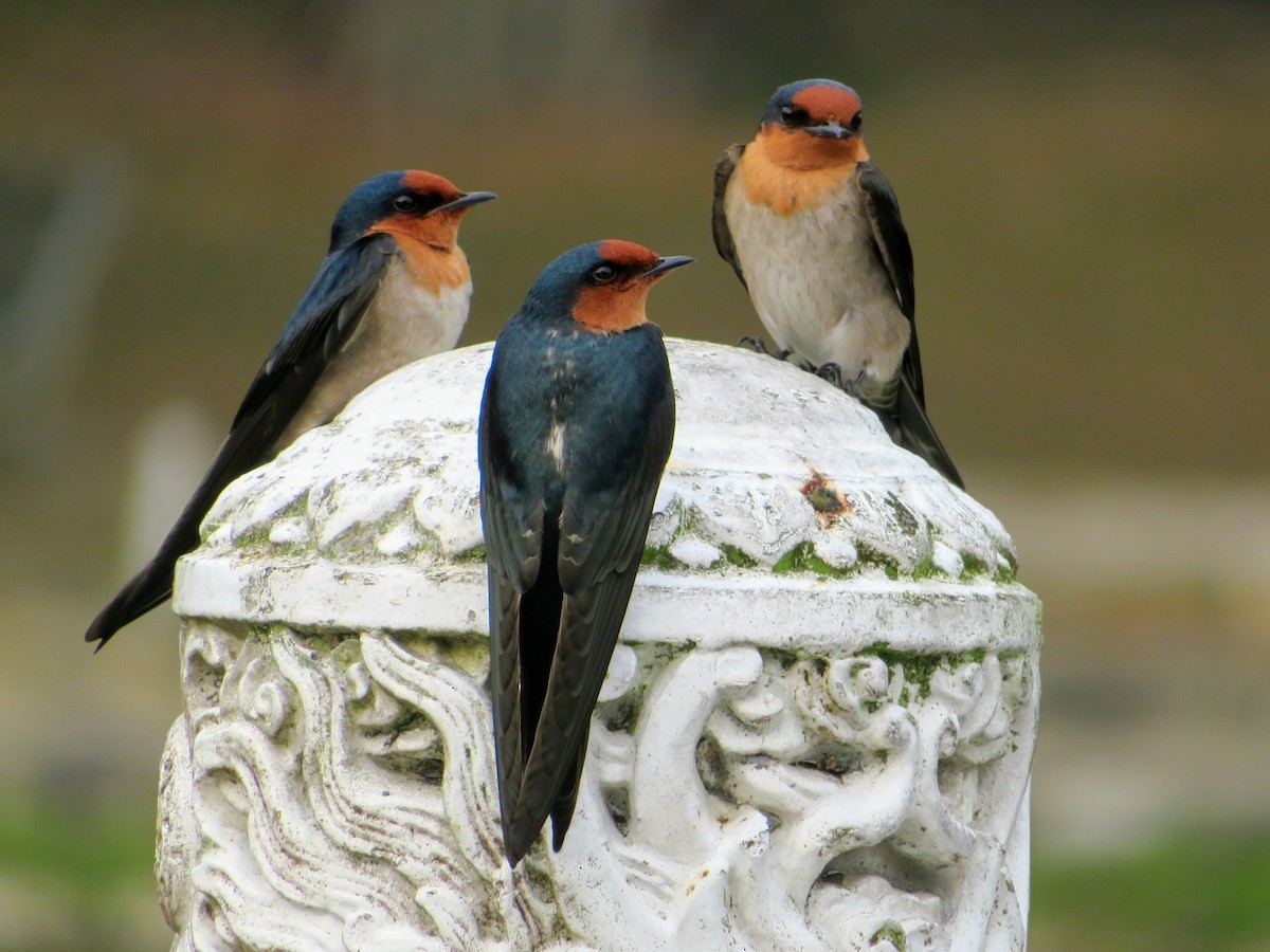 Pacific Swallow - Stella Tea