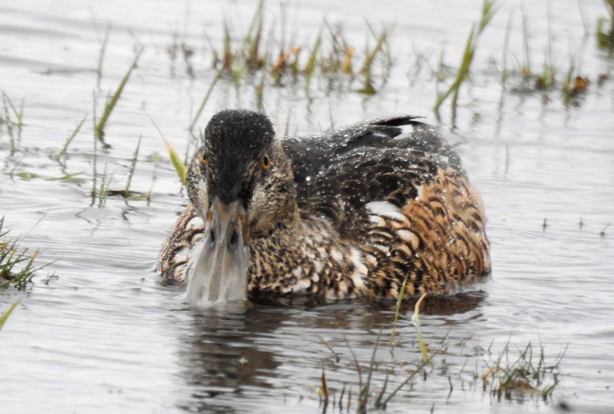 Northern Shoveler - ML190340061