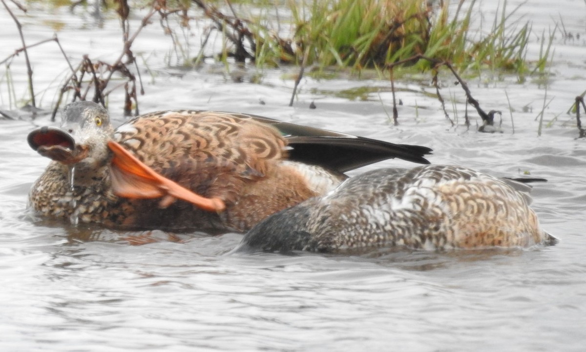 Northern Shoveler - ML190340071