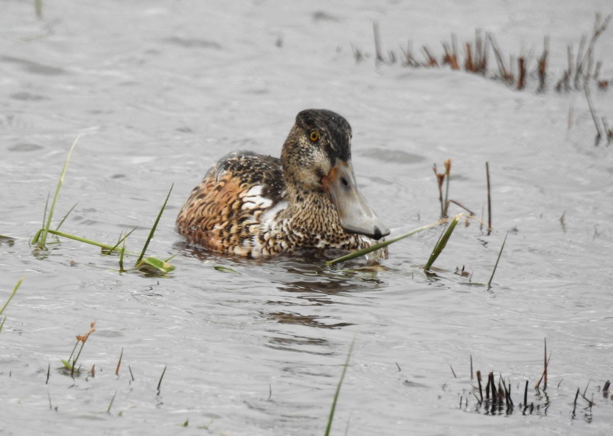 Northern Shoveler - ML190340081