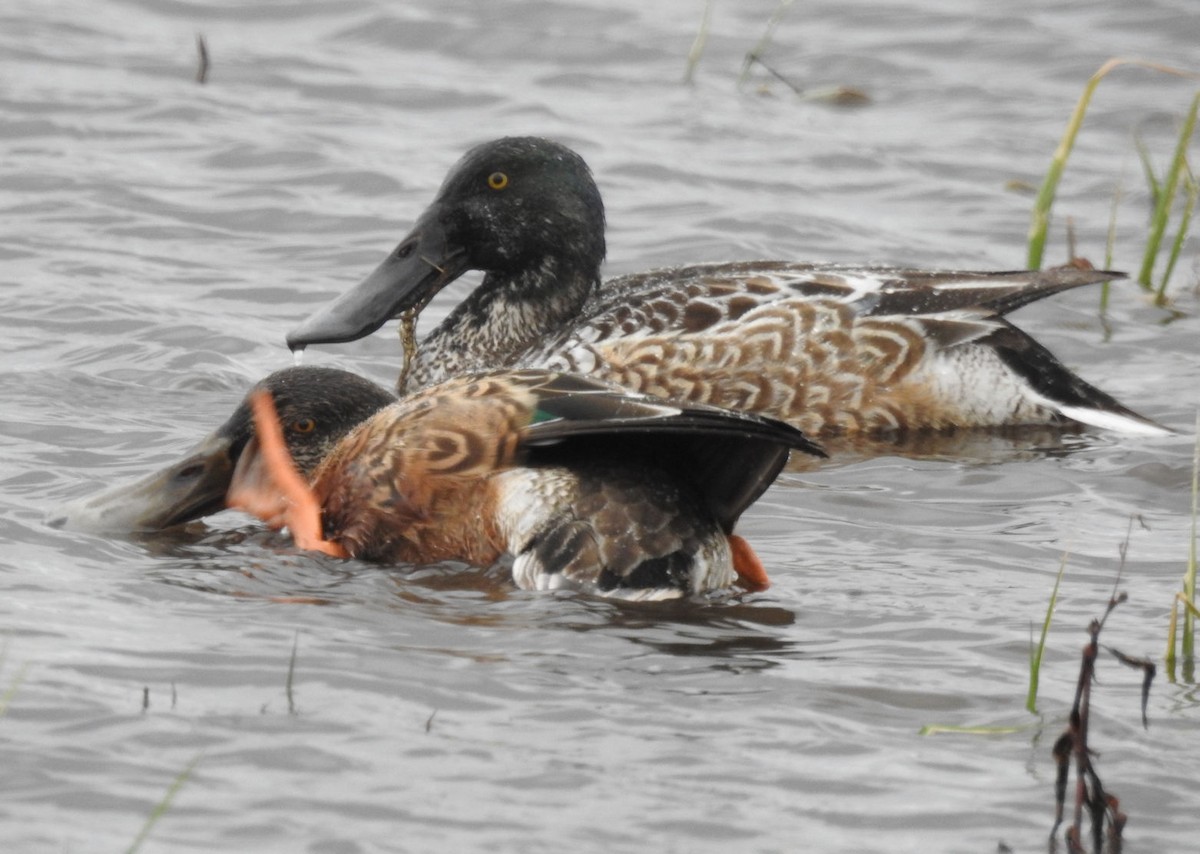 Canard souchet - ML190340091