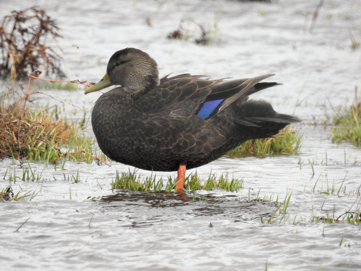 Canard noir - ML190340131