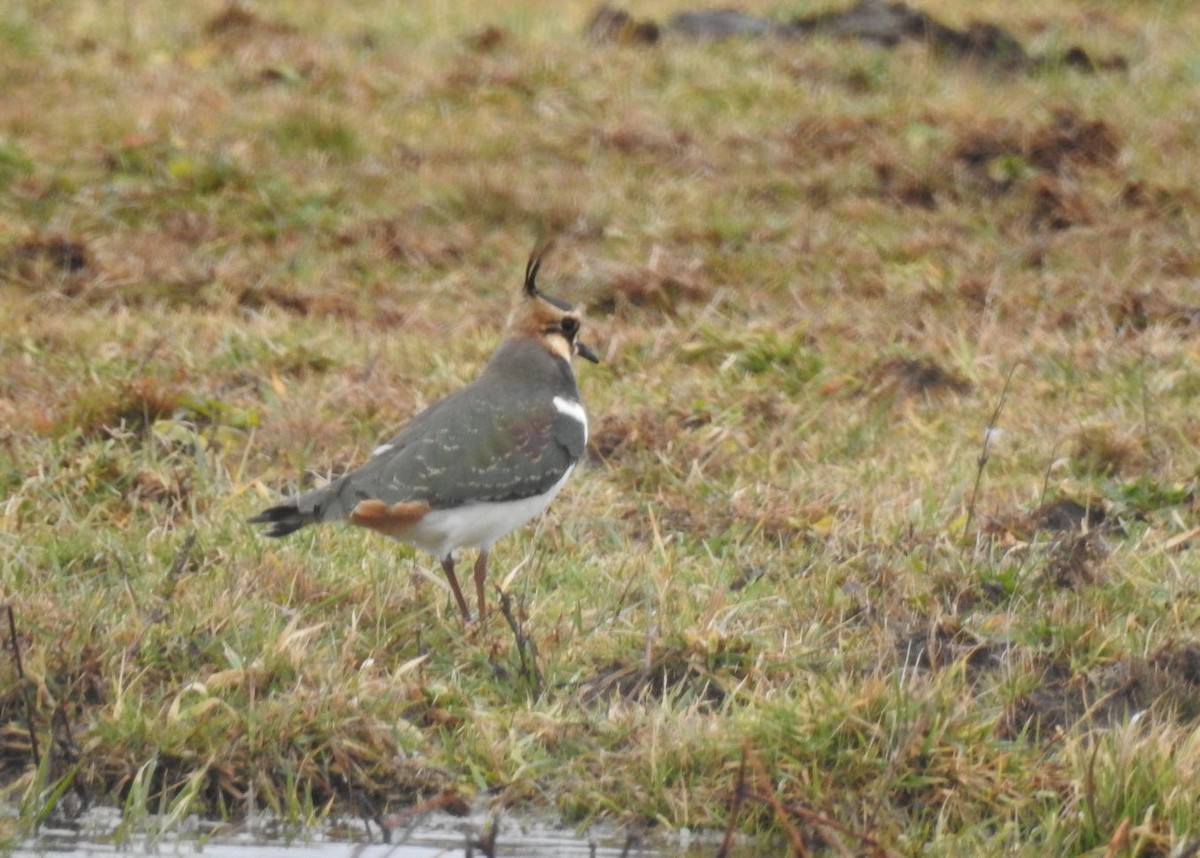 Northern Lapwing - ML190340151