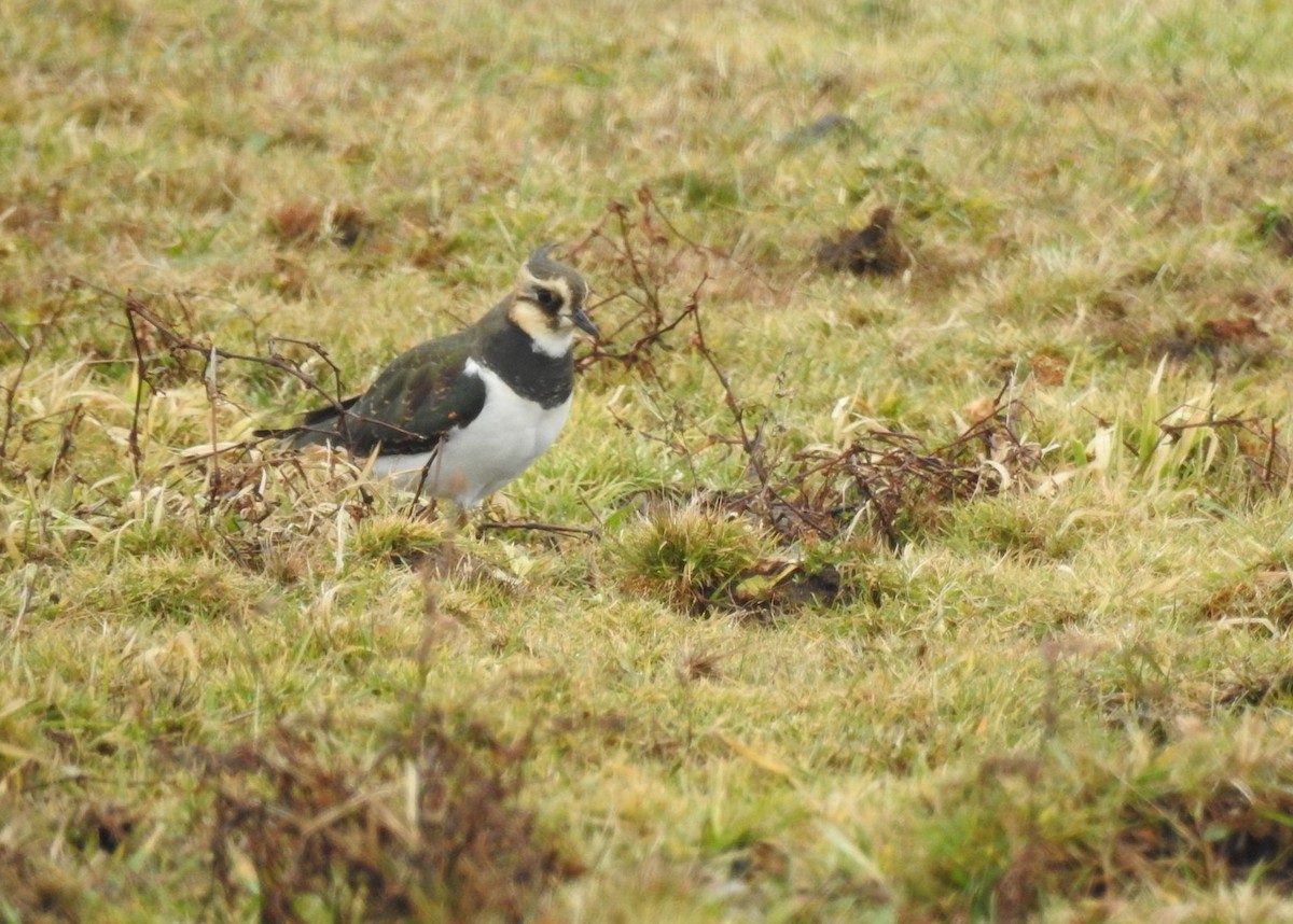 Northern Lapwing - Carolyn Longworth