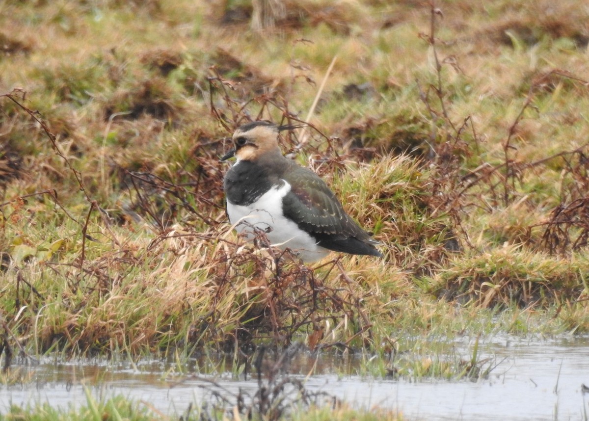 Northern Lapwing - ML190340181