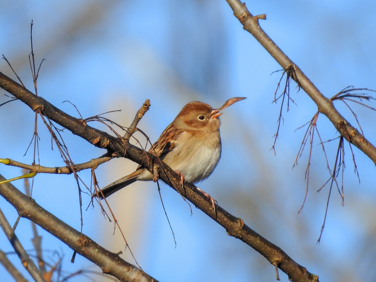 Field Sparrow - ML190340211