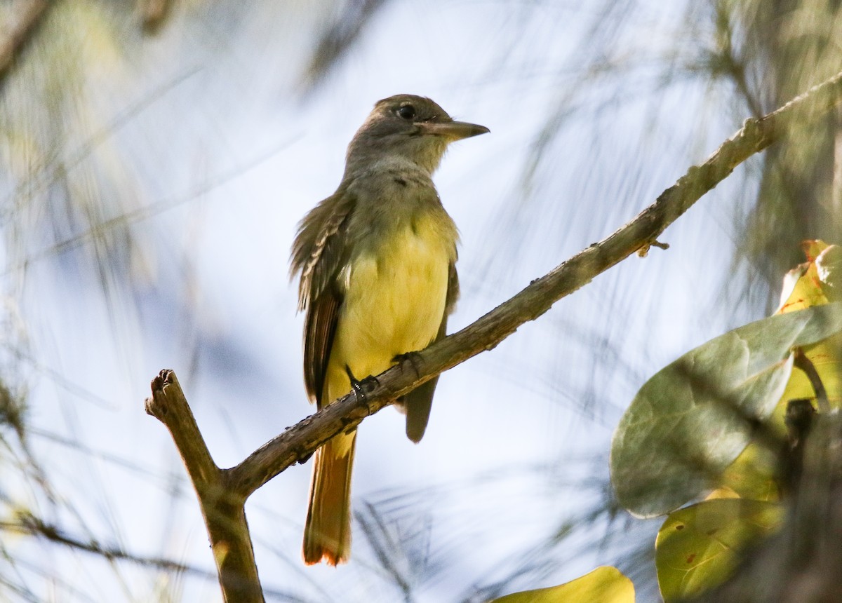 Great Crested Flycatcher - ML190340291