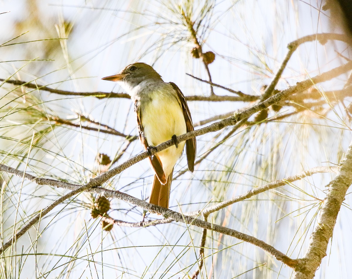 Great Crested Flycatcher - ML190340301