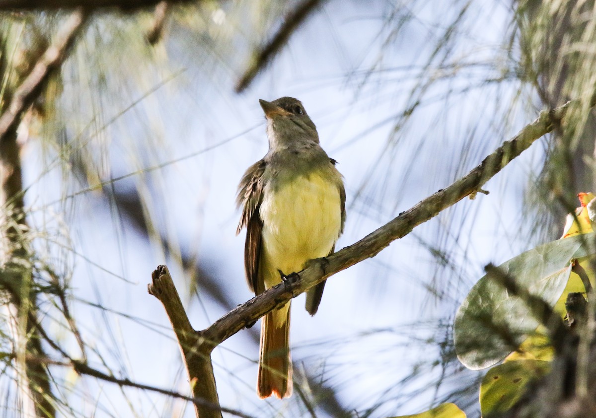 Great Crested Flycatcher - ML190340321