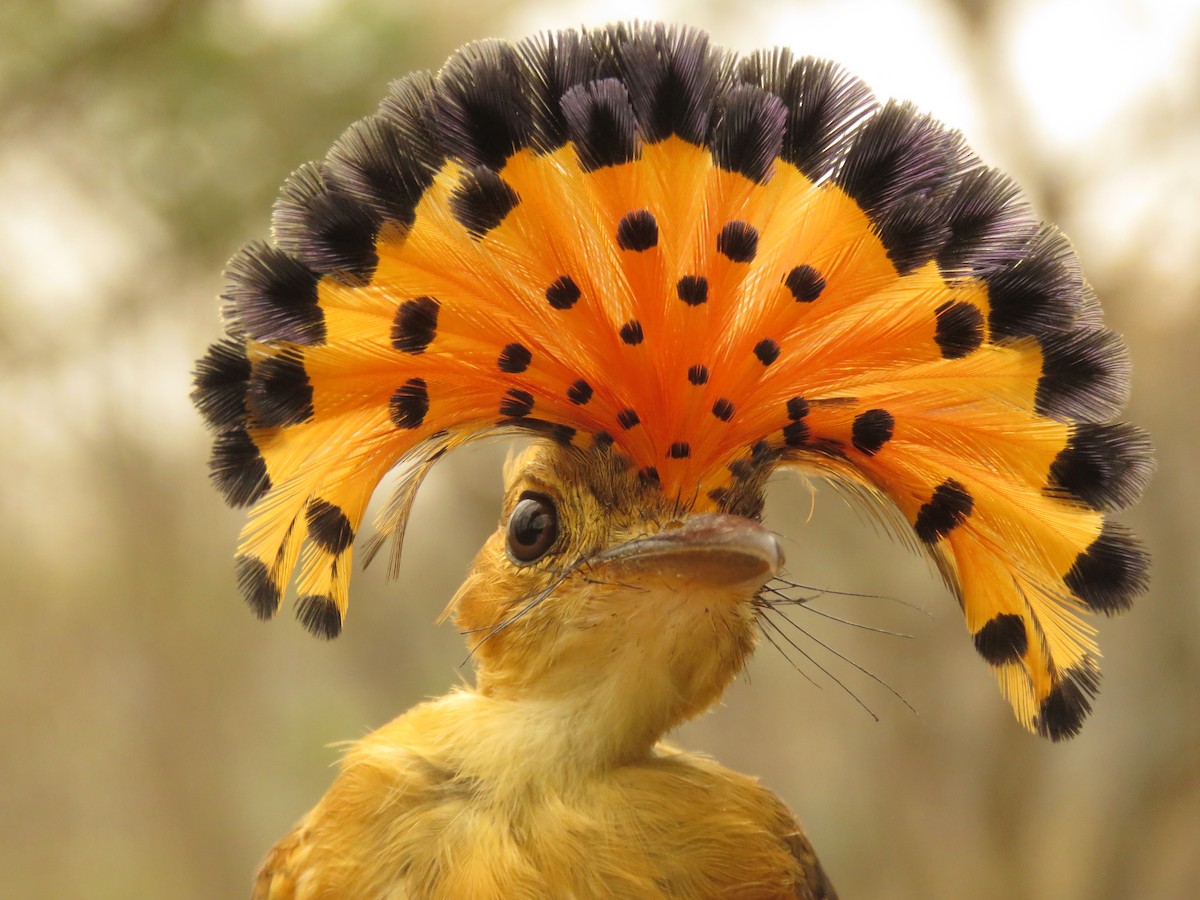 Tropical Royal Flycatcher (Pacific) - ML190340331