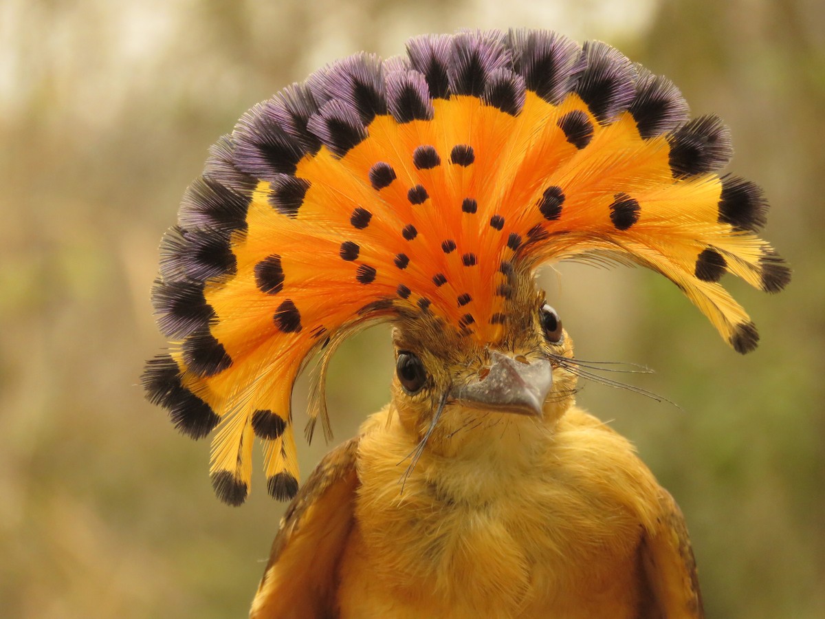 Tropical Royal Flycatcher (Pacific) - Agustín  Gutiérrez Borbor
