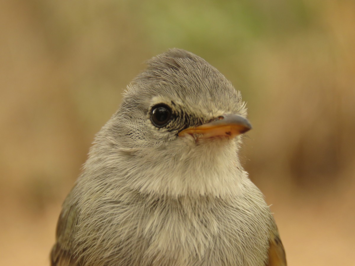 Southern Beardless-Tyrannulet - ML190340591