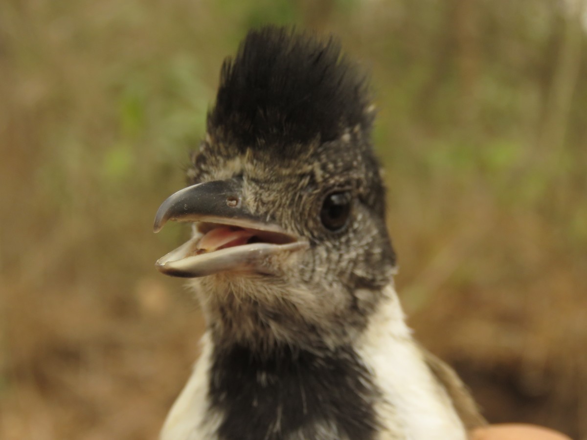 Collared Antshrike - ML190340611