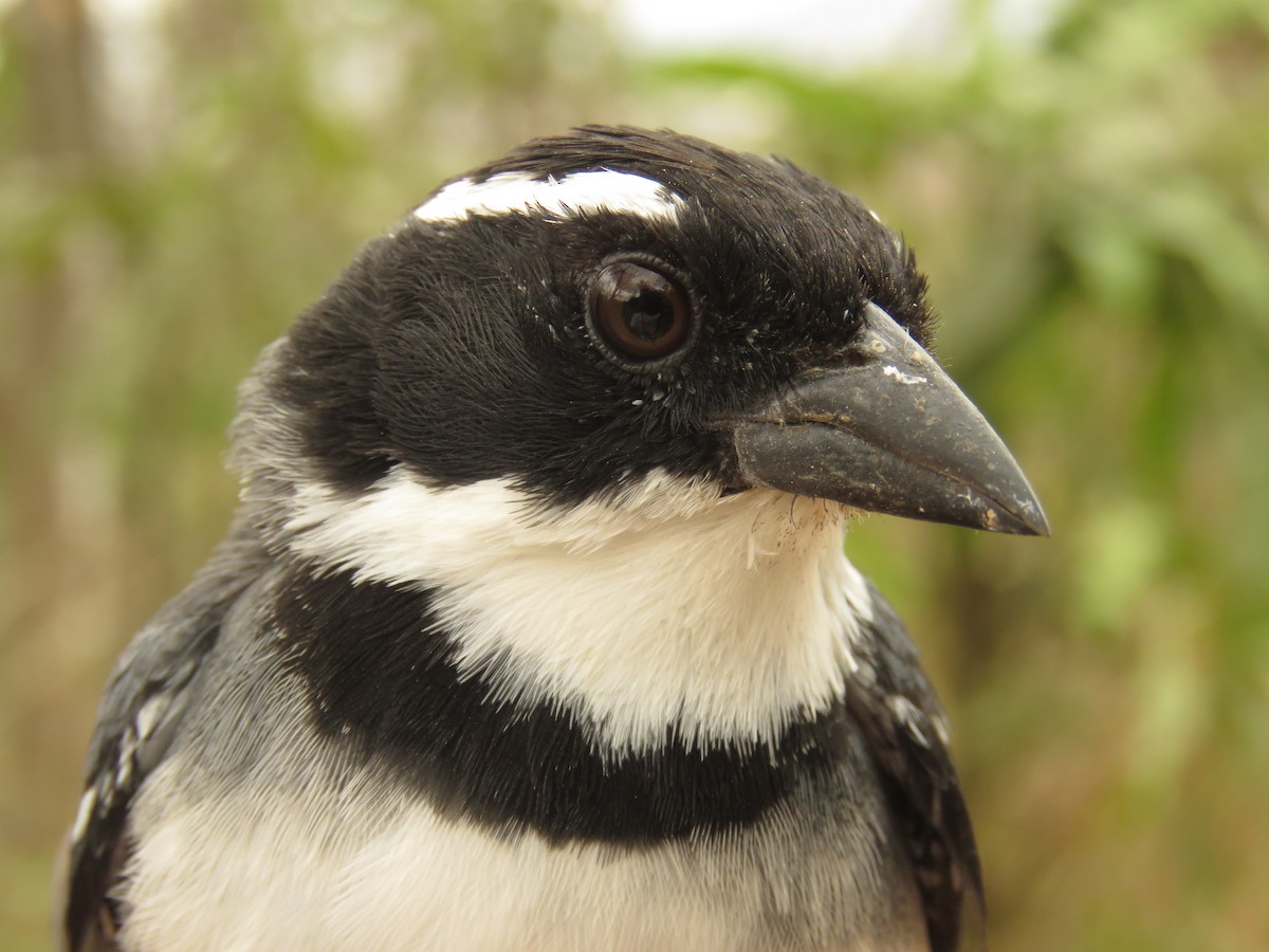 Black-capped Sparrow - ML190340631