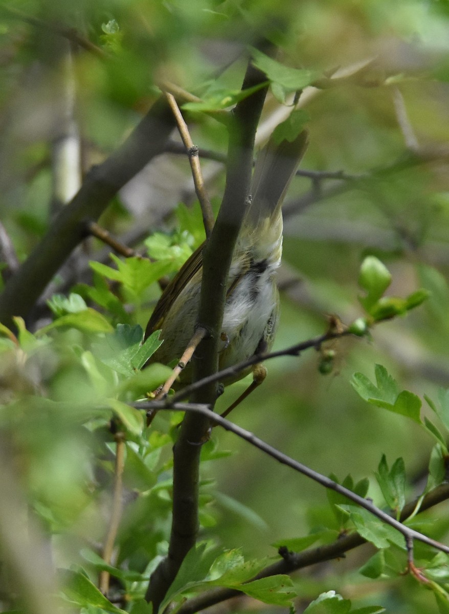 Iberian Chiffchaff - ML190341831