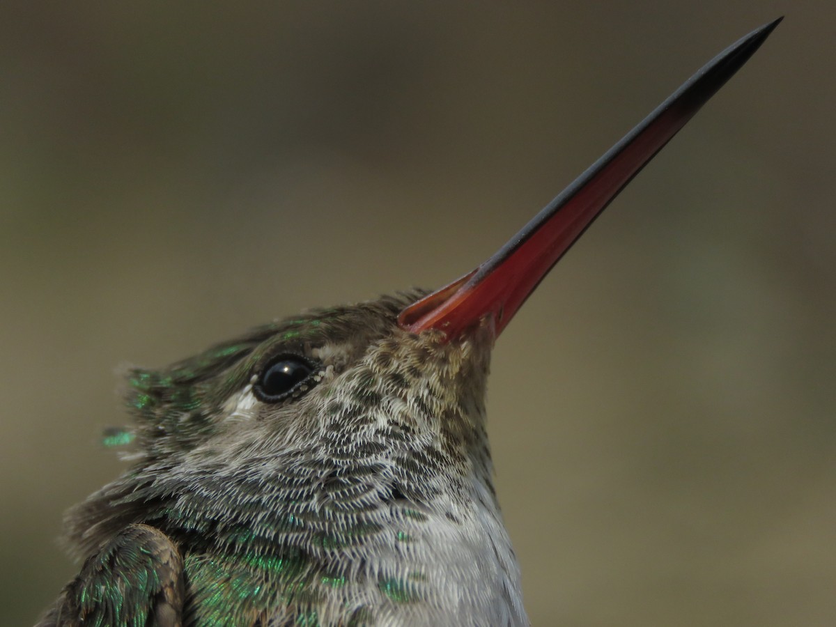 Amazilia Hummingbird - ML190343741