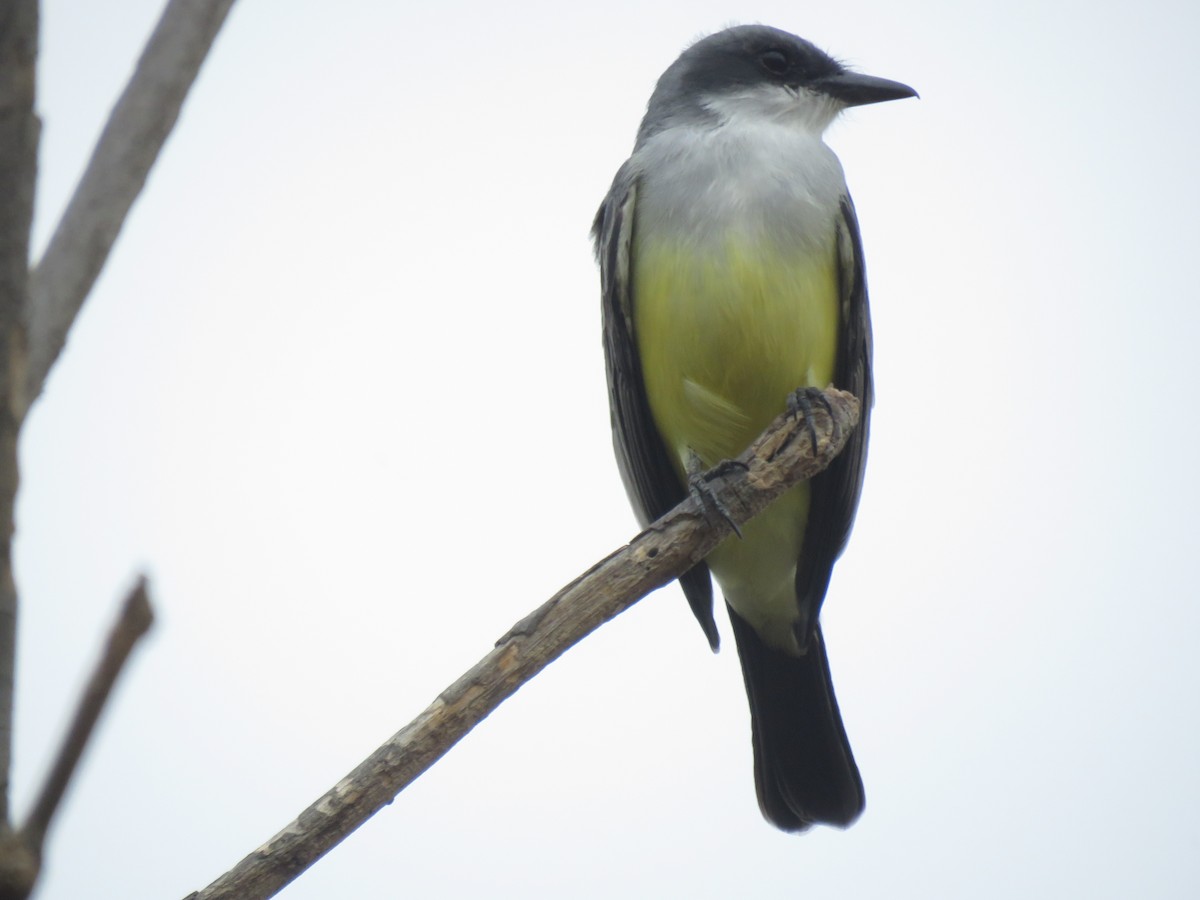 Snowy-throated Kingbird - ML190343751