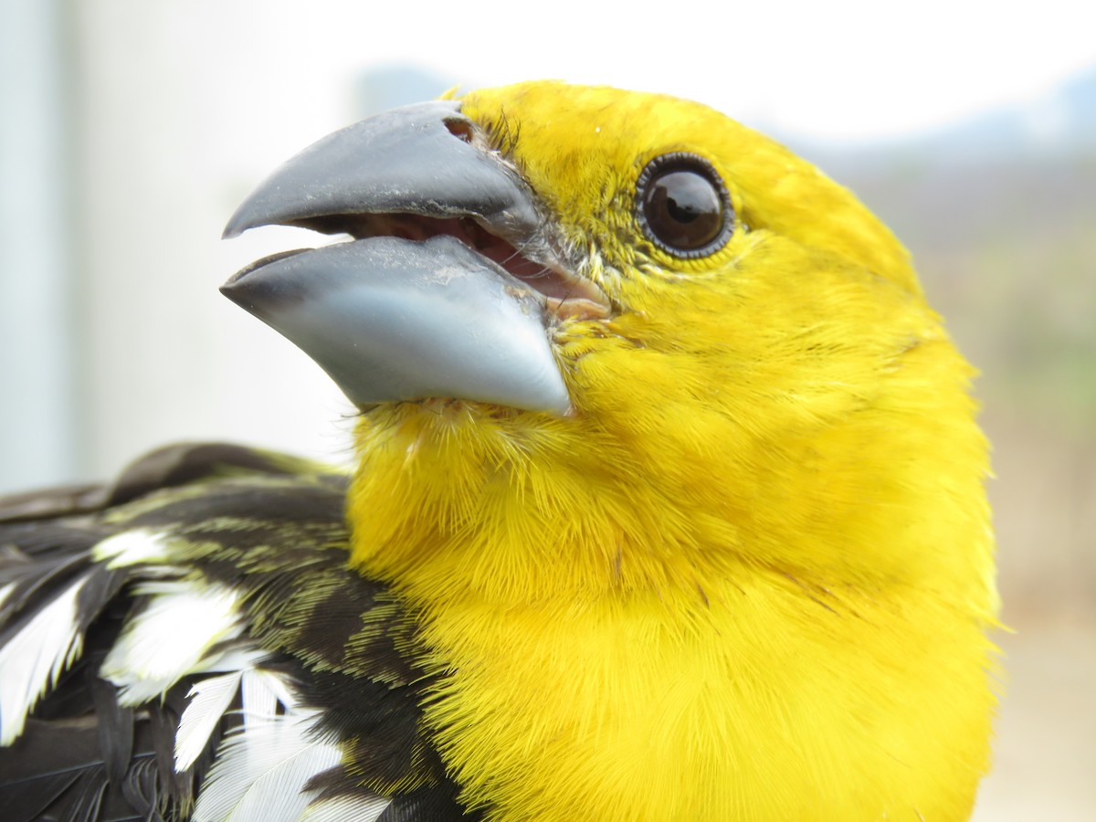 Golden Grosbeak - ML190343861