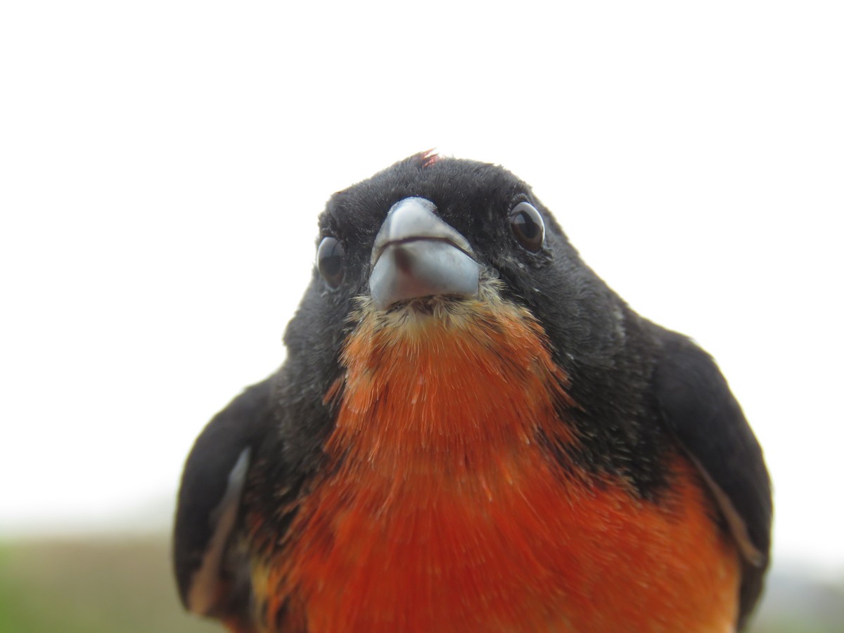 Crimson-breasted Finch - ML190343881