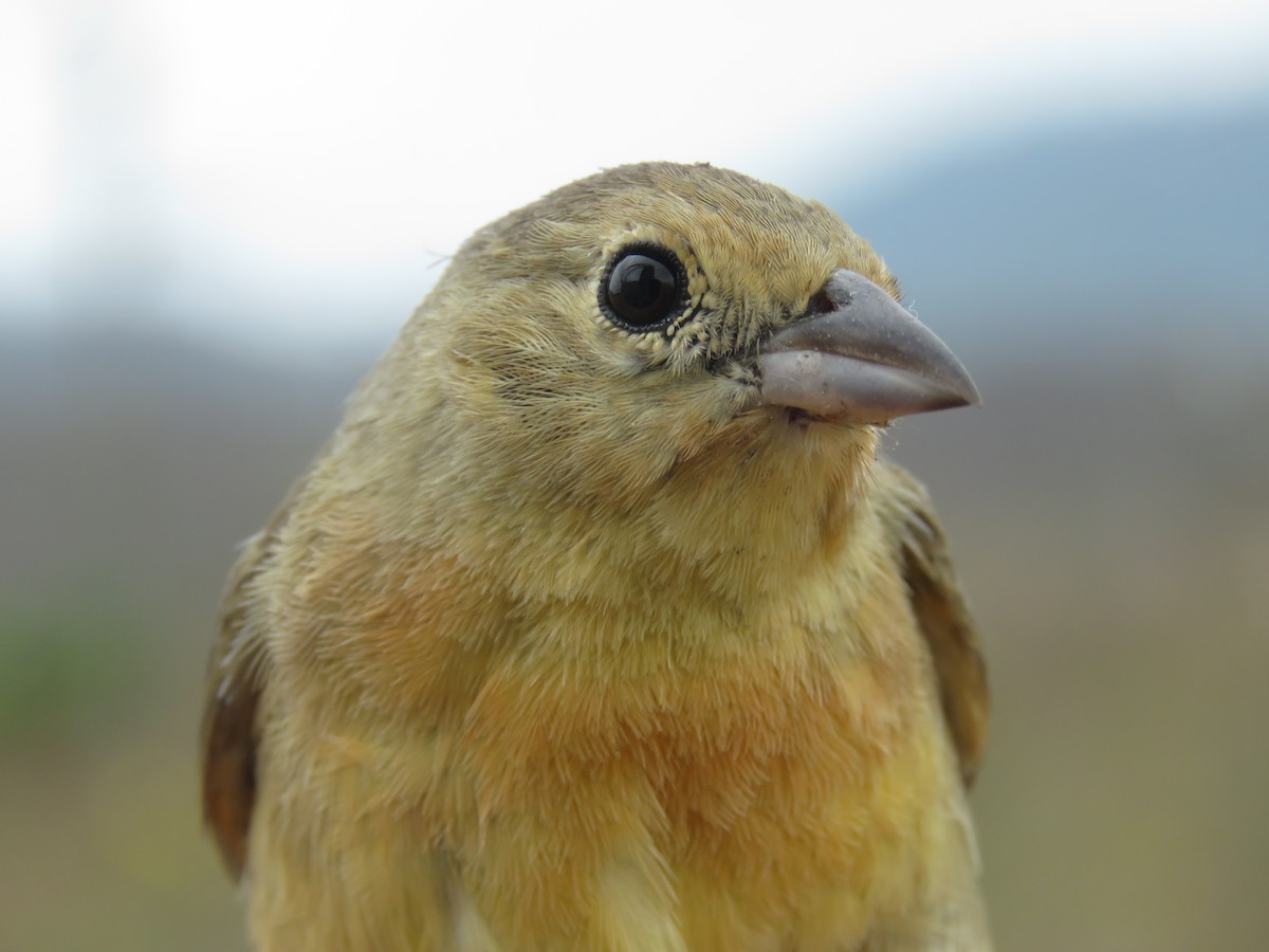 Crimson-breasted Finch - ML190343891