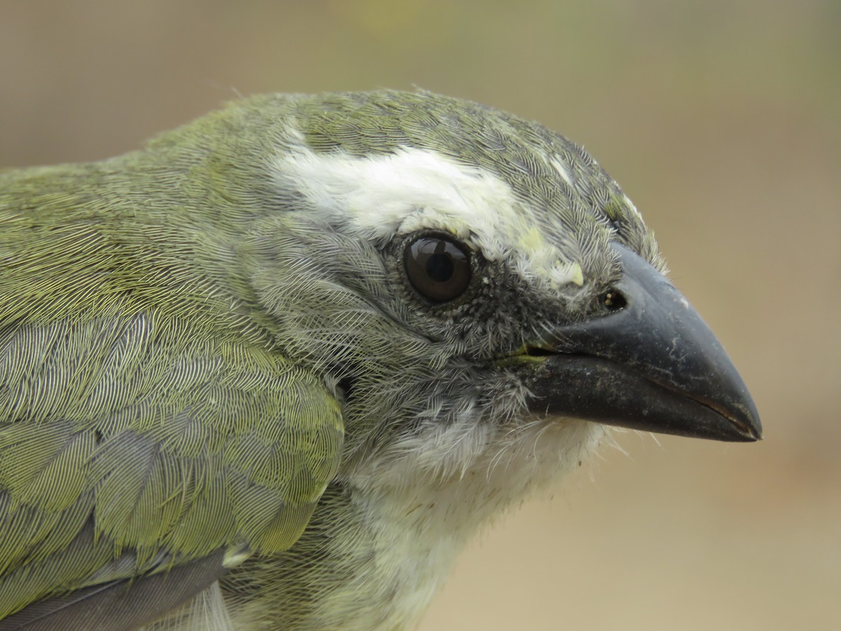 Streaked Saltator - ML190343911