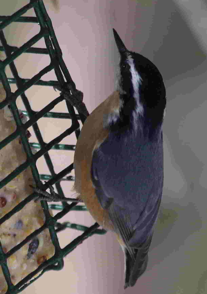 Red-breasted Nuthatch - ML190345851