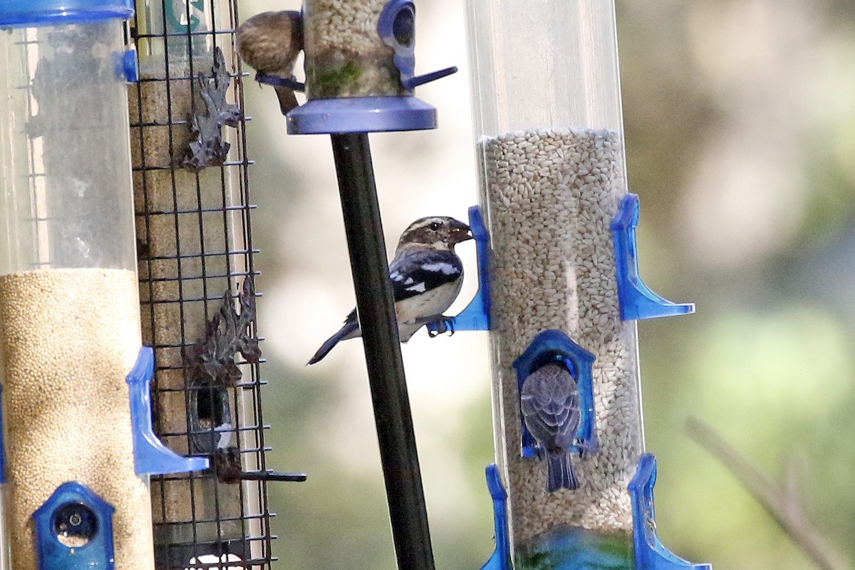 Rose-breasted Grosbeak - ML190347521