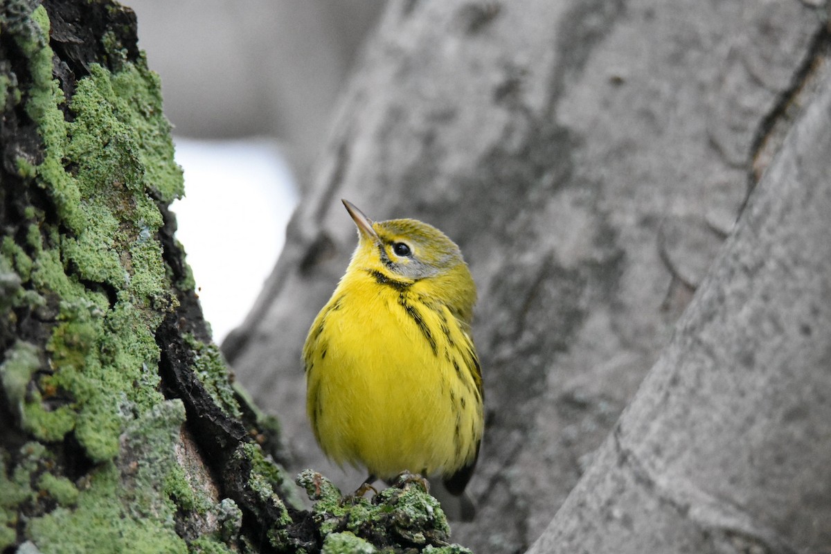 Prairie Warbler - Donald Dixon