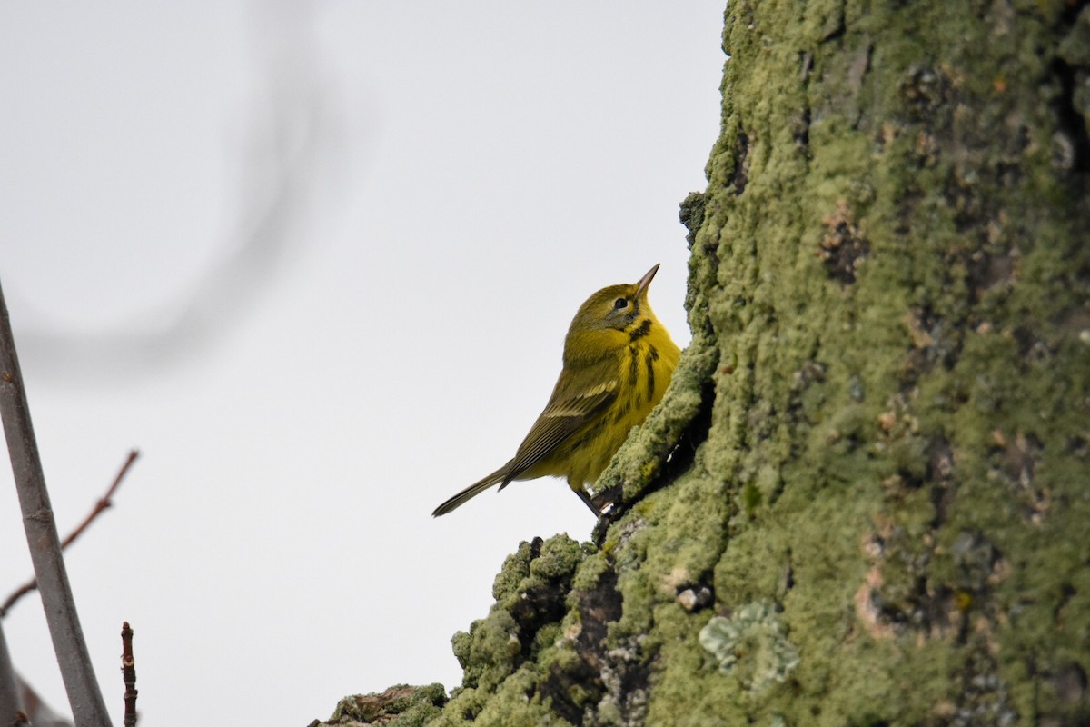 Prairie Warbler - Donald Dixon