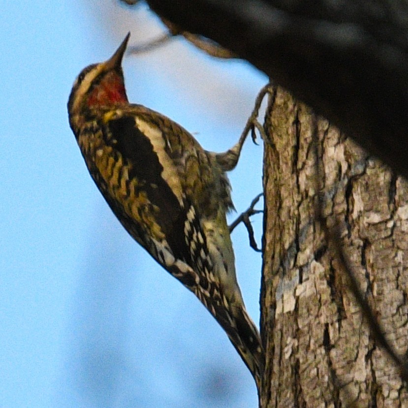 Yellow-bellied Sapsucker - ML190350041