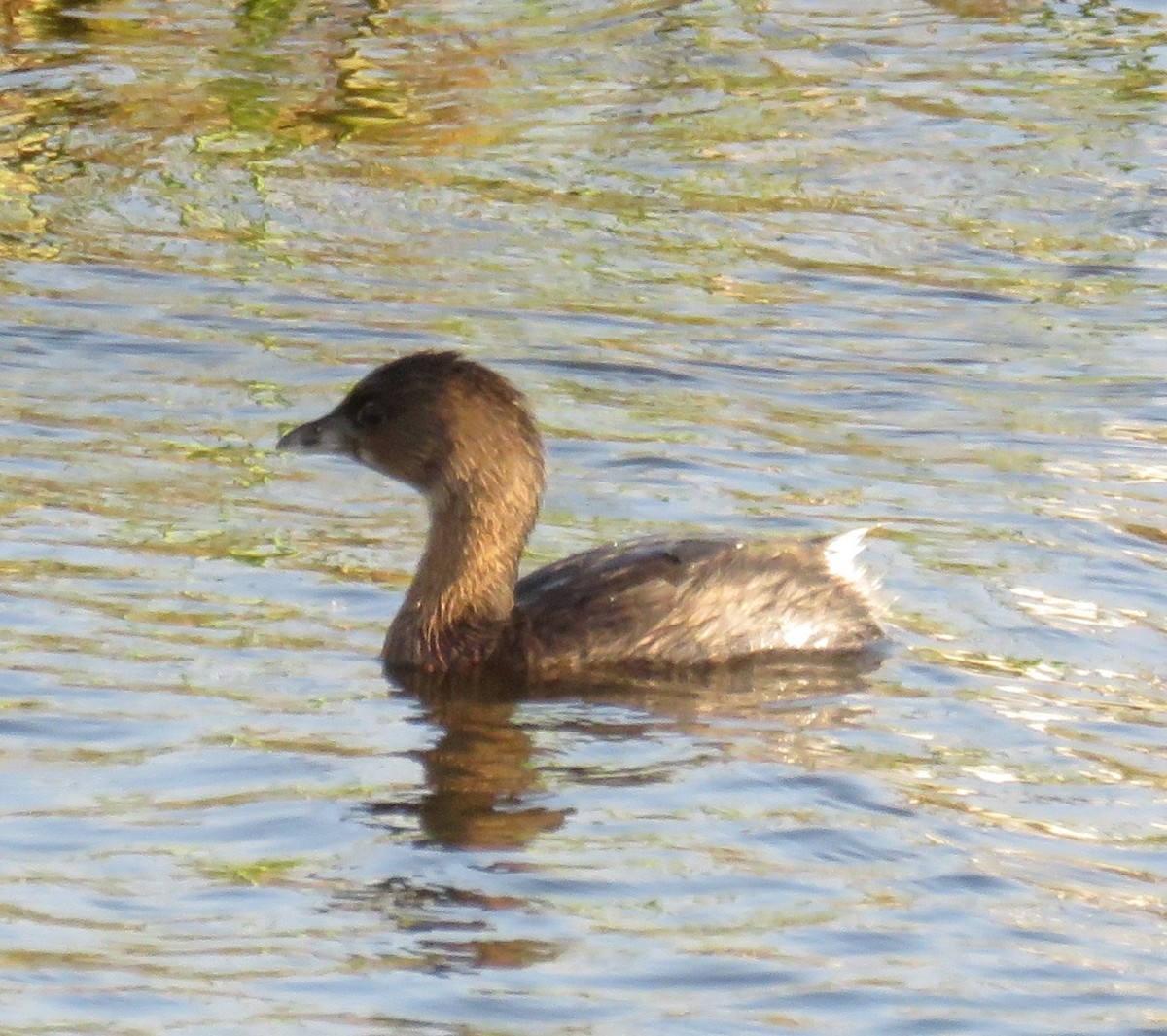 Pied-billed Grebe - ML190350811