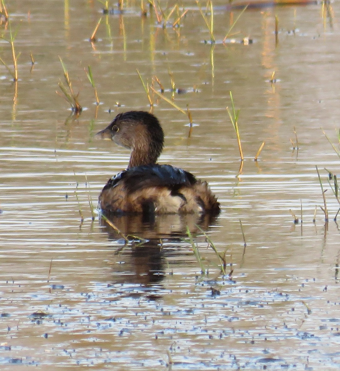 Pied-billed Grebe - ML190350831