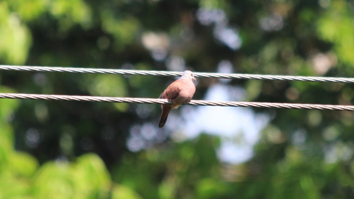 Ruddy Ground Dove - ML190354811