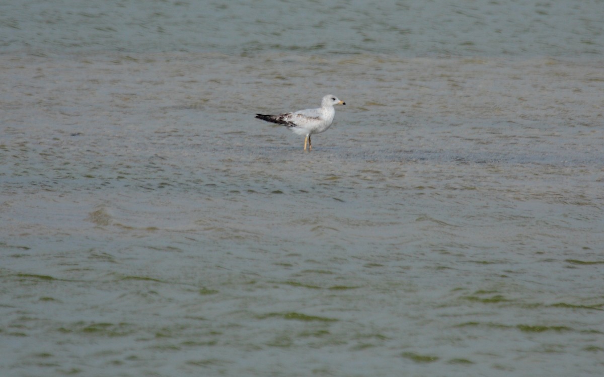 Ring-billed Gull - ML190356431