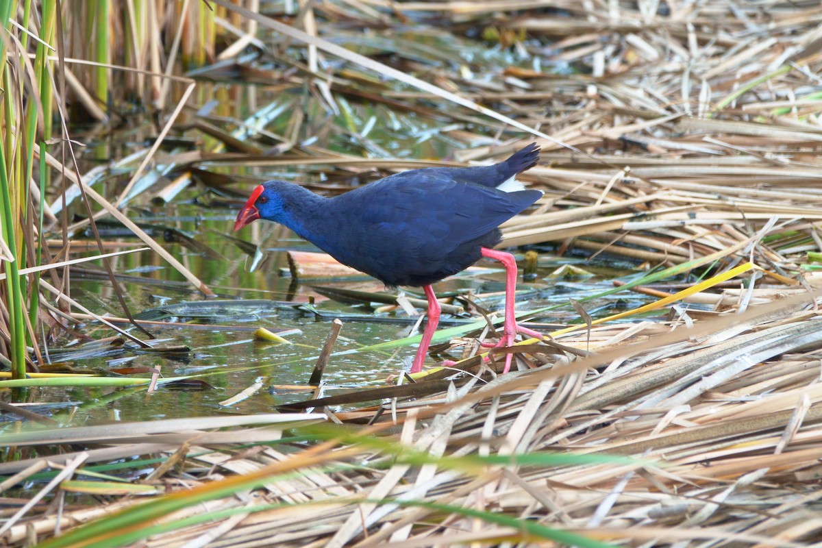 Western Swamphen - Cecilia Longo