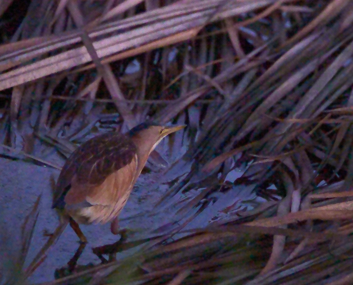 Little Bittern - ML190359851