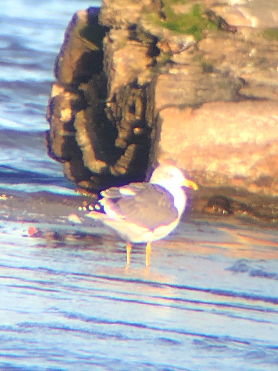 Lesser Black-backed Gull - ML190361021