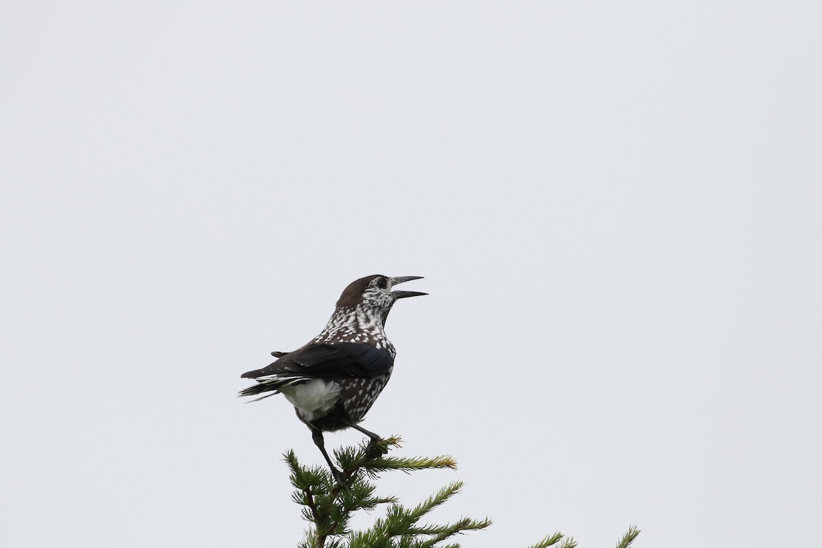 Eurasian Nutcracker - ML190361431