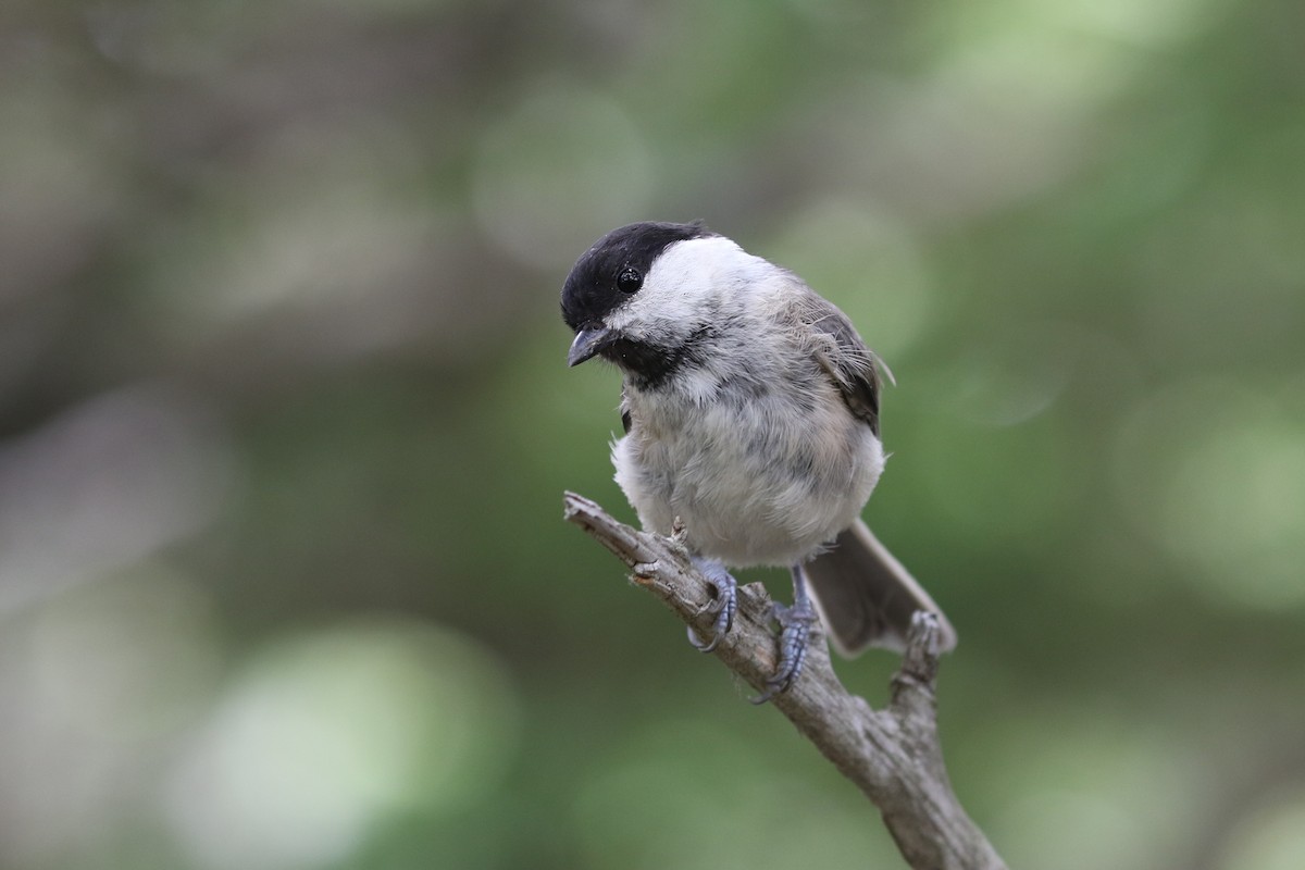 Willow Tit - ML190361751