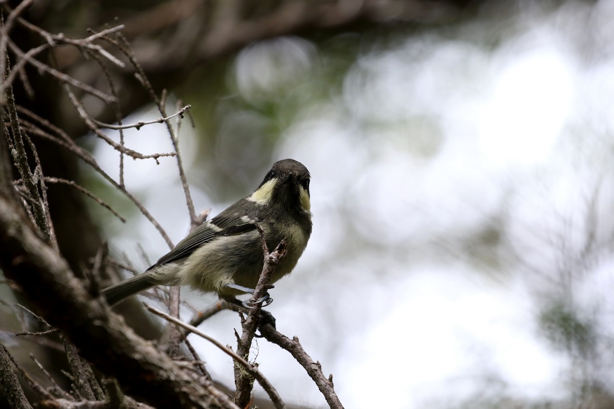 Coal Tit - ML190361781