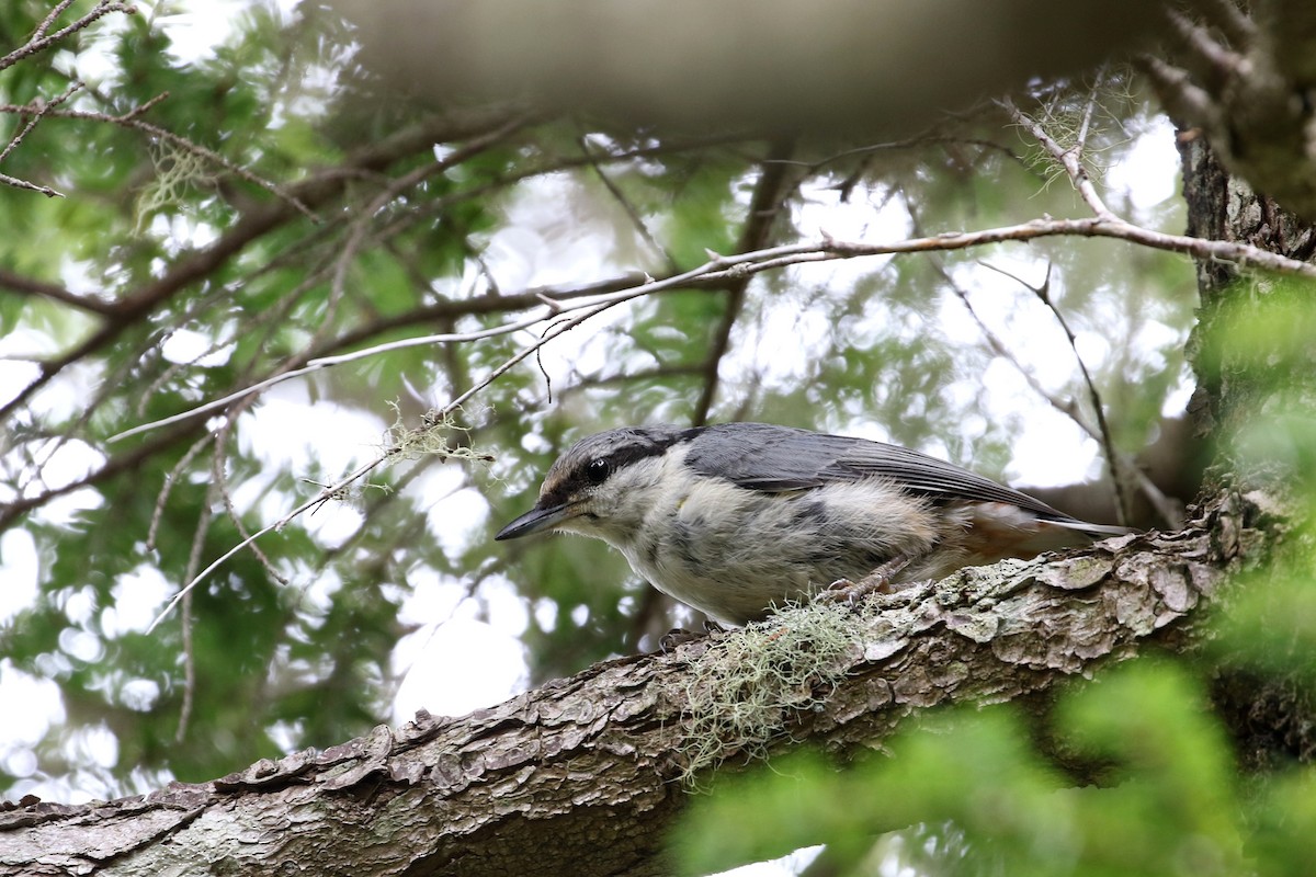 Eurasian Nuthatch - ML190361941