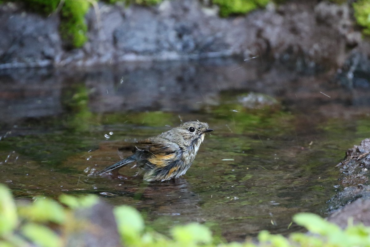 Red-flanked Bluetail - ML190361951