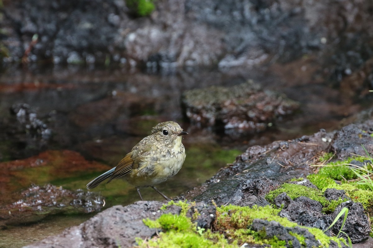 Red-flanked Bluetail - ML190362021