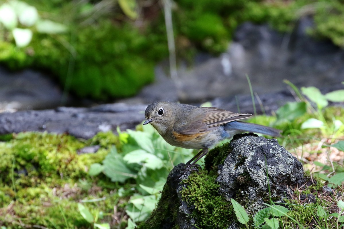 Red-flanked Bluetail - ML190362031