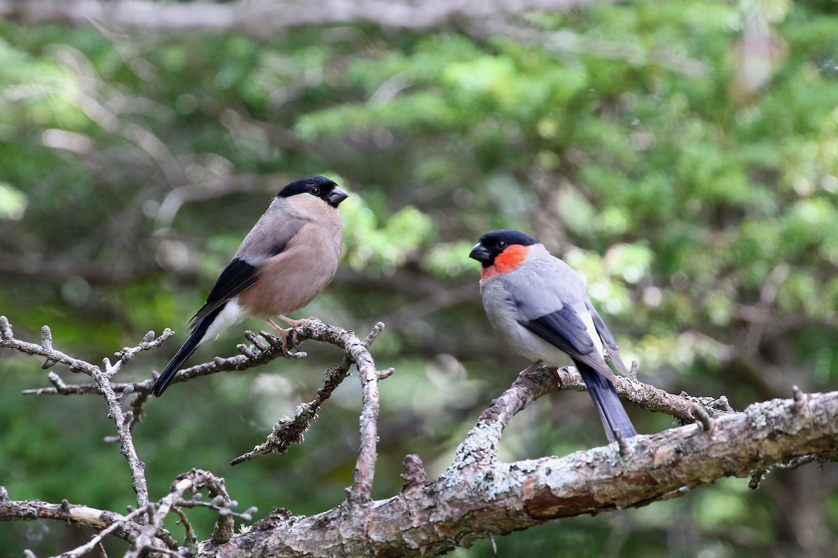 Eurasian Bullfinch - ML190362101