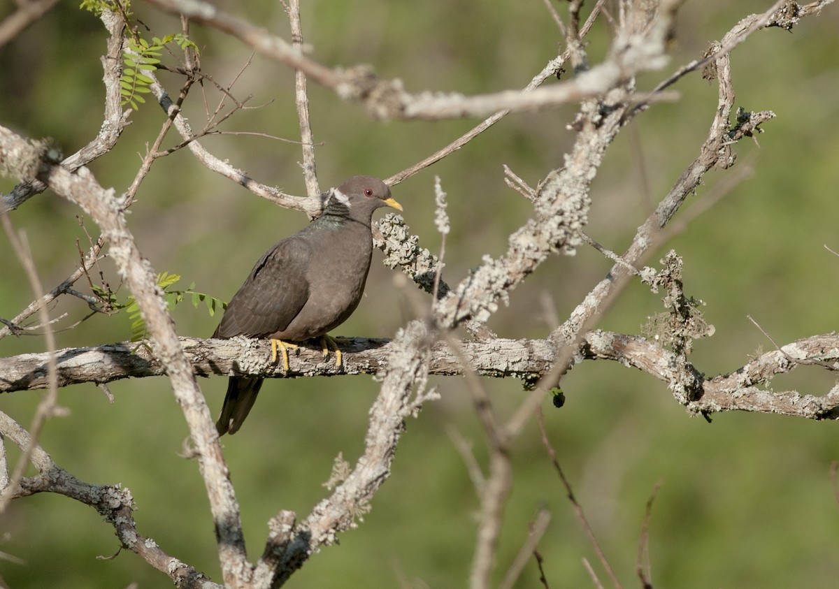 Band-tailed Pigeon - ML190363281