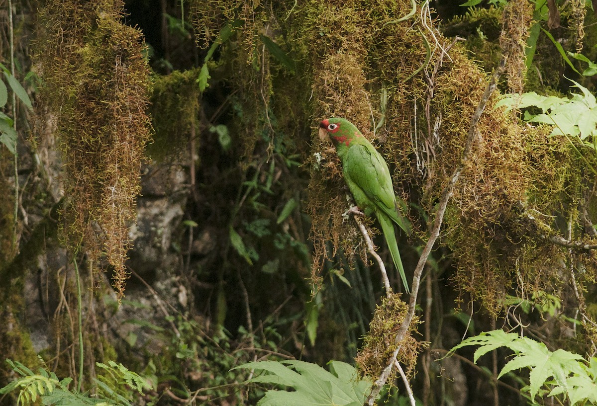 Mitred Parakeet - ML190365311