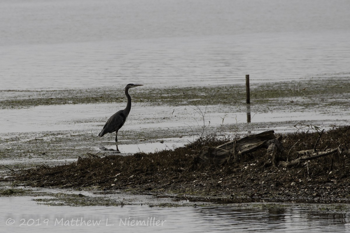 Great Blue Heron - ML190365531